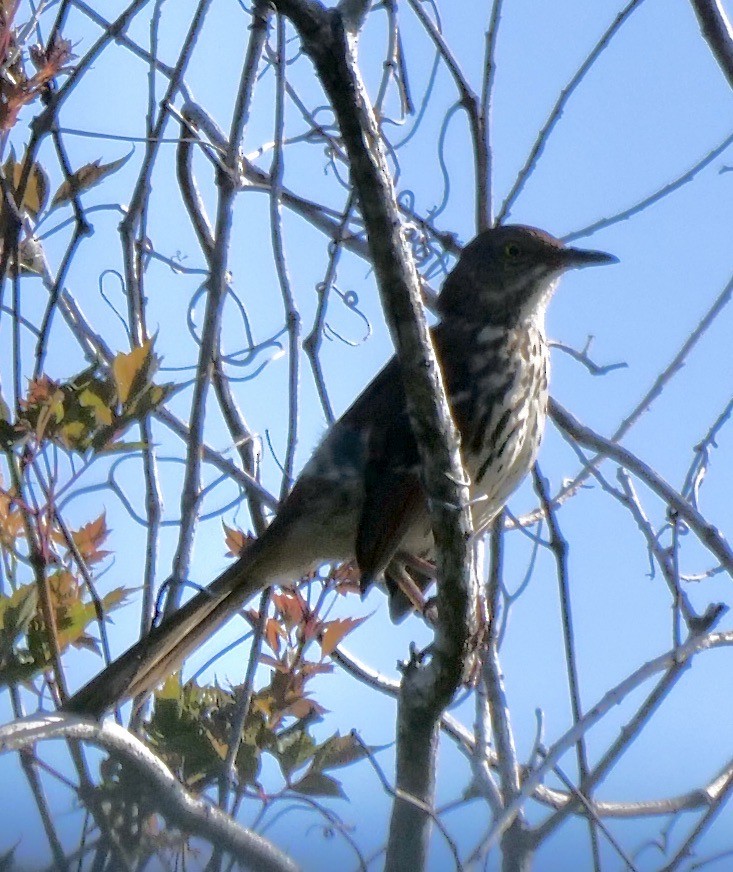 Brown Thrasher - ML623909921