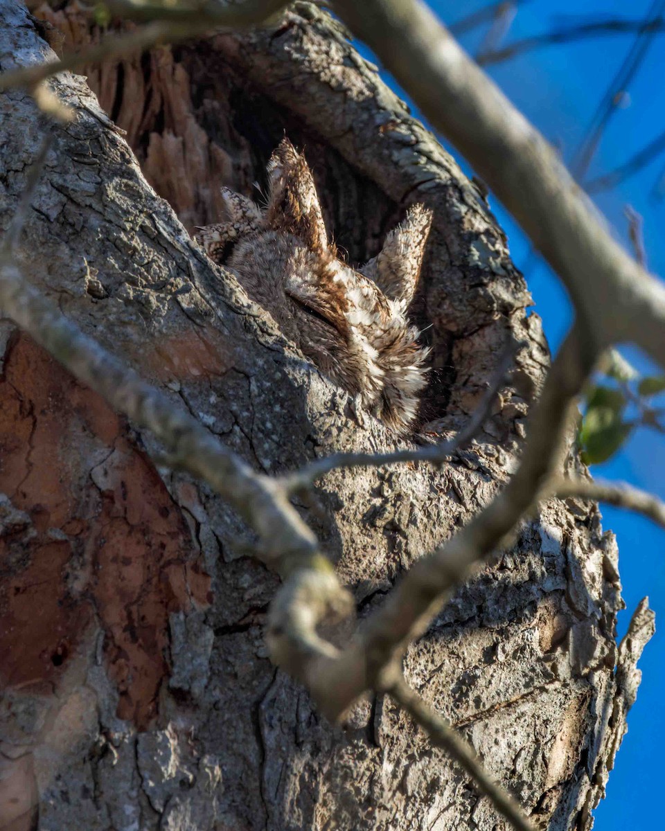 Eastern Screech-Owl - ML623909924