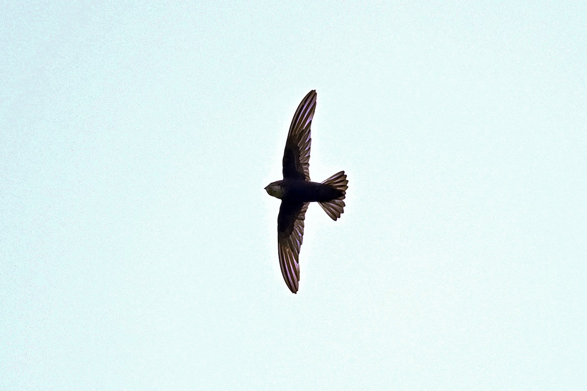 House Swift - Wachara  Sanguansombat