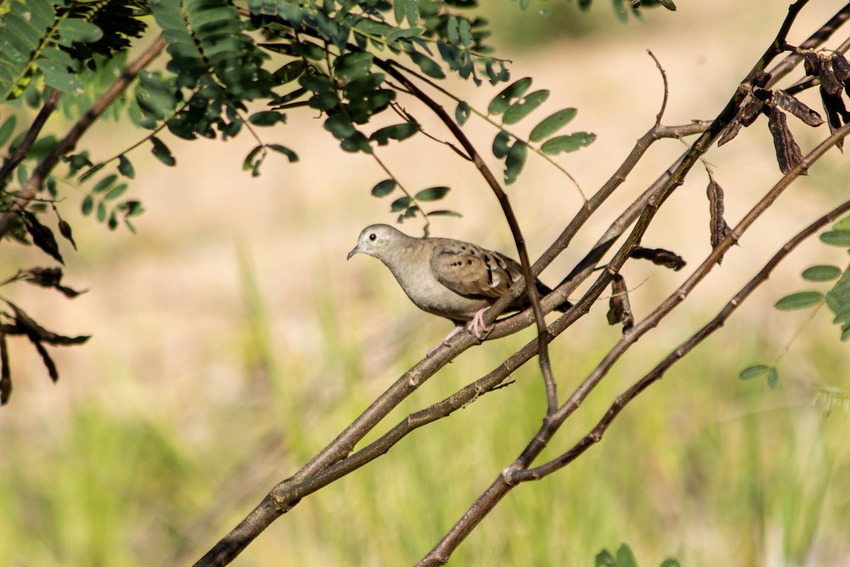 Ruddy Ground Dove - ML623909980