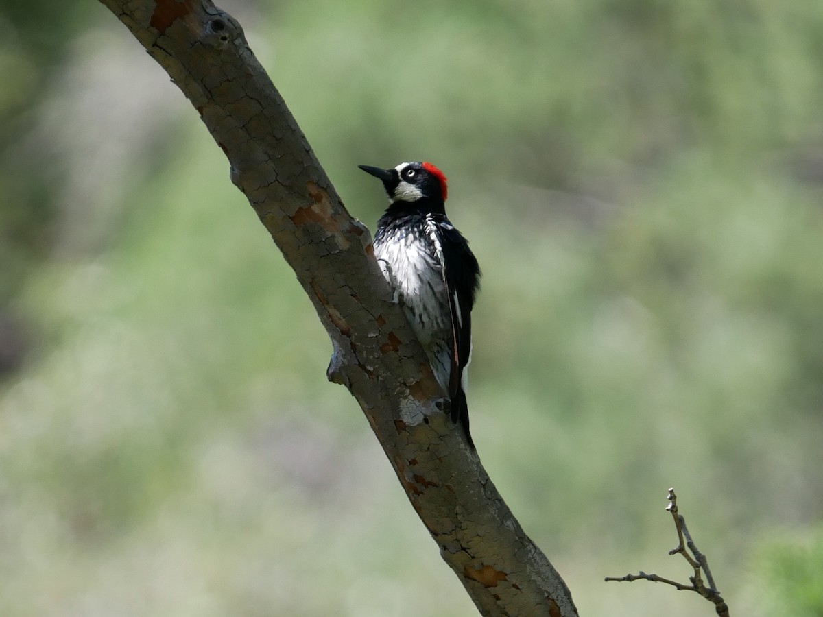 Acorn Woodpecker - Daniel Moore