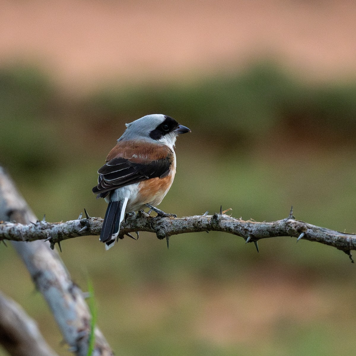 Bay-backed Shrike - Sonu Lukose