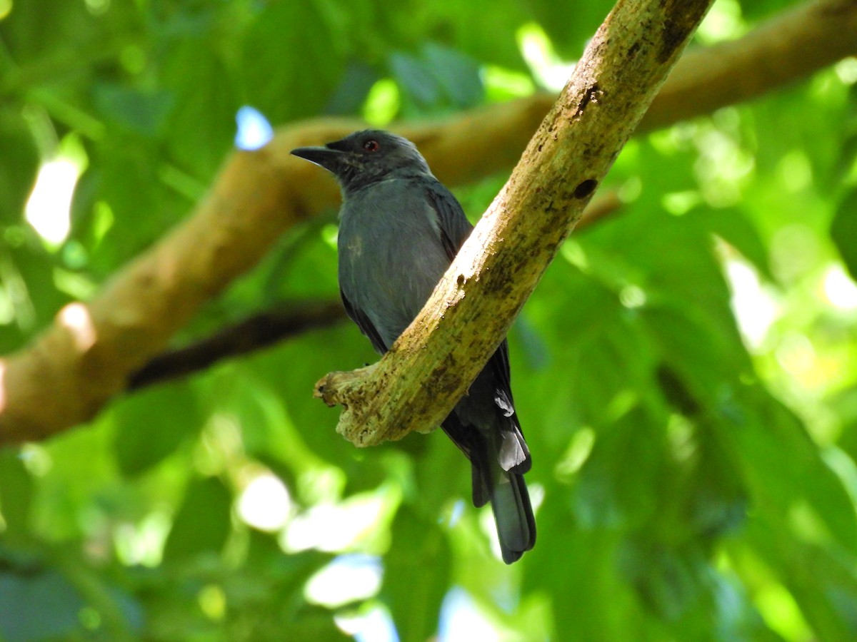 Drongo cendré - ML623910003