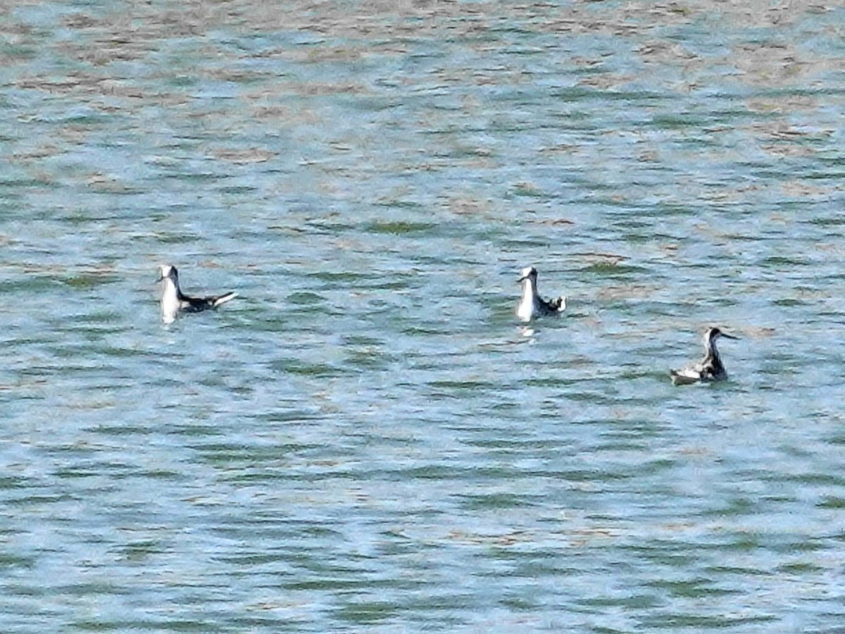 Red-necked Phalarope - ML623910067