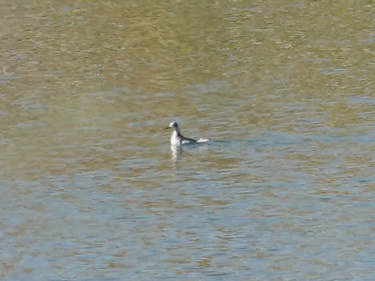 Red-necked Phalarope - ML623910068