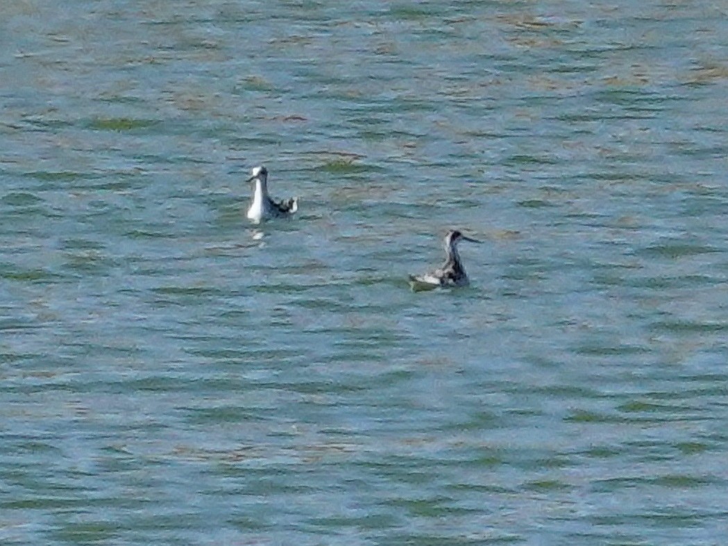 Red-necked Phalarope - ML623910069