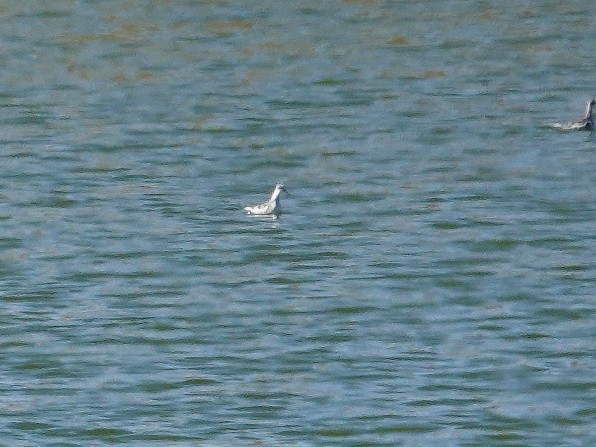 Red-necked Phalarope - ML623910070