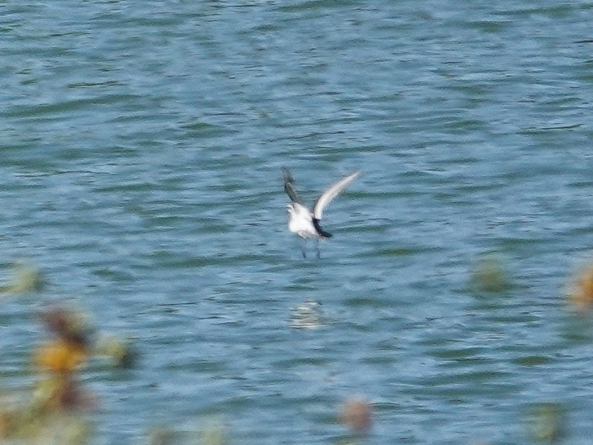 Red-necked Phalarope - ML623910071