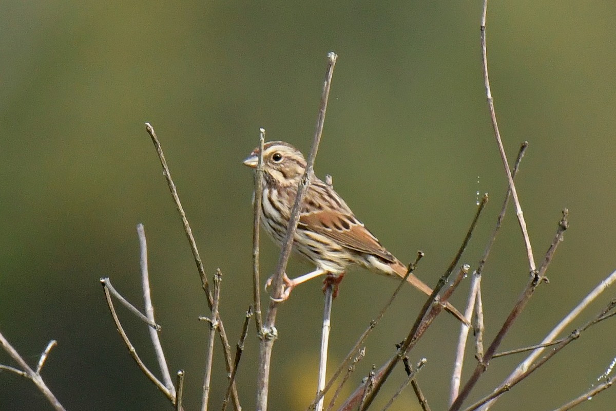 Song Sparrow - ML623910085