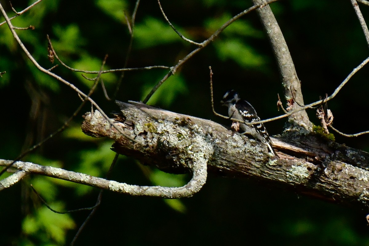 Downy Woodpecker - ML623910097