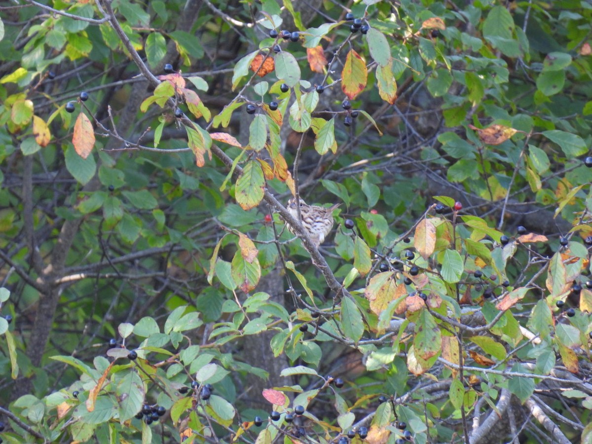 Song Sparrow - ML623910135