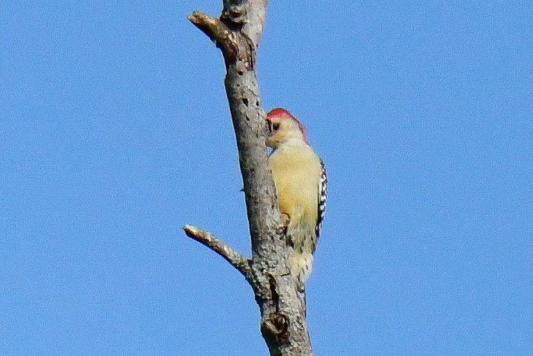 Red-bellied Woodpecker - ML623910150