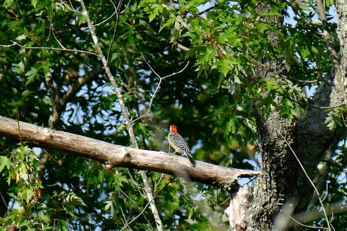 Red-bellied Woodpecker - ML623910152