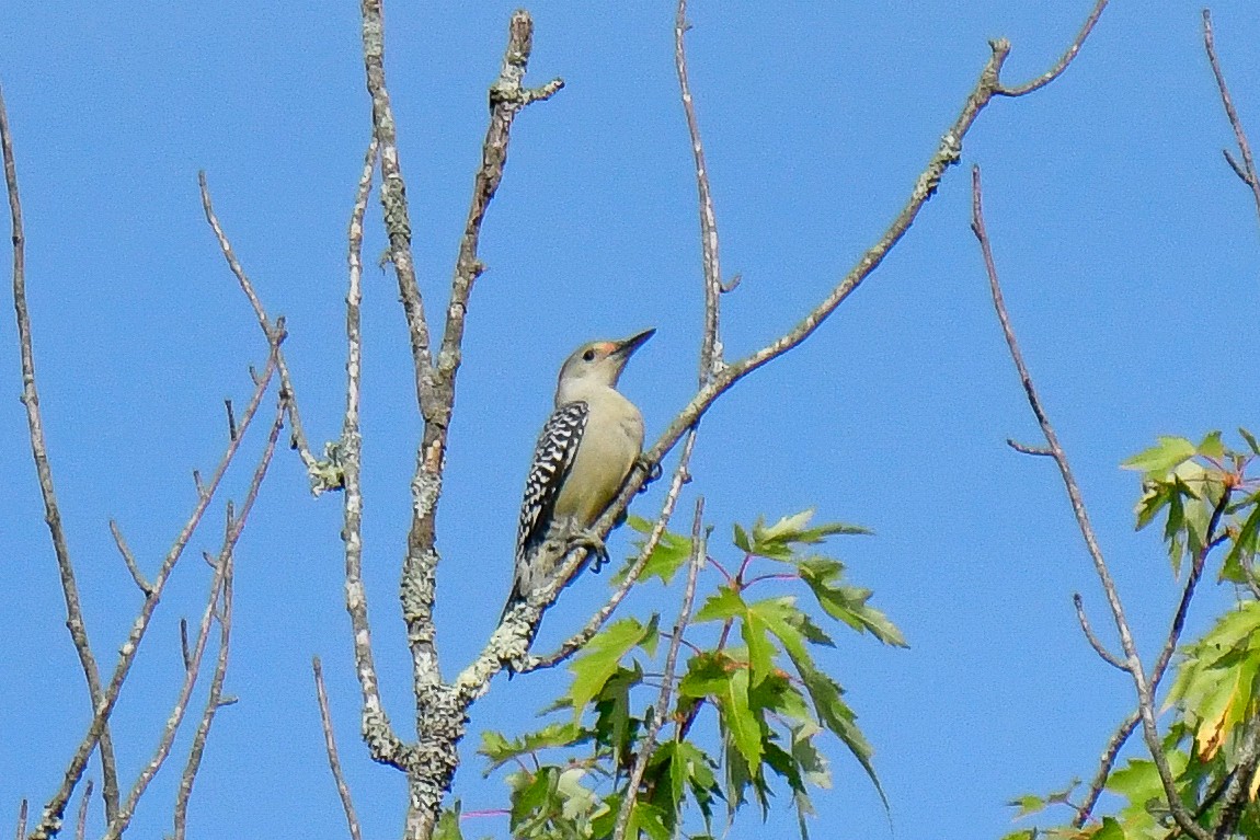 Red-bellied Woodpecker - Cristine Van Dyke