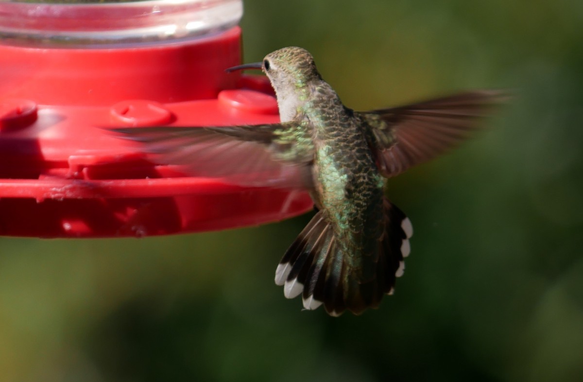 Broad-tailed Hummingbird - Daniel Moore