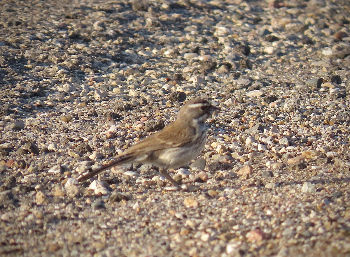 Black-throated Sparrow - ML623910202