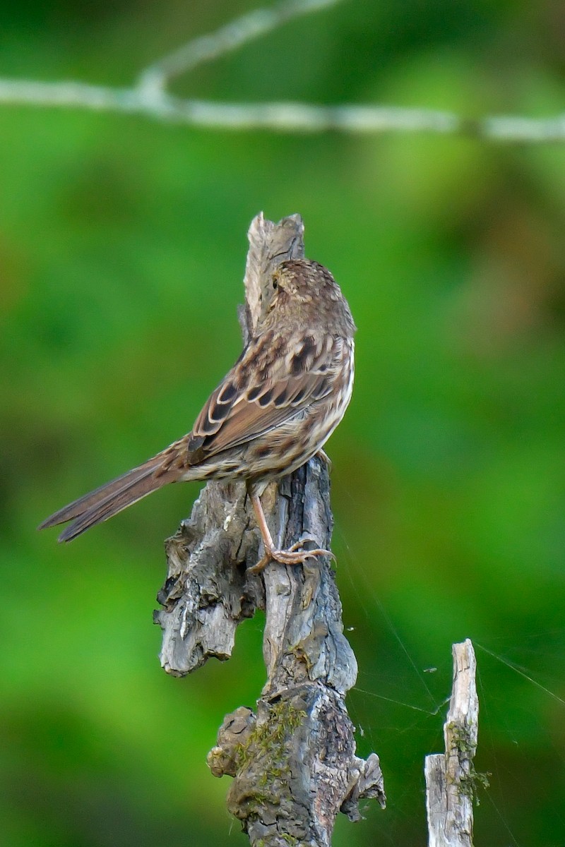 Song Sparrow - Cristine Van Dyke