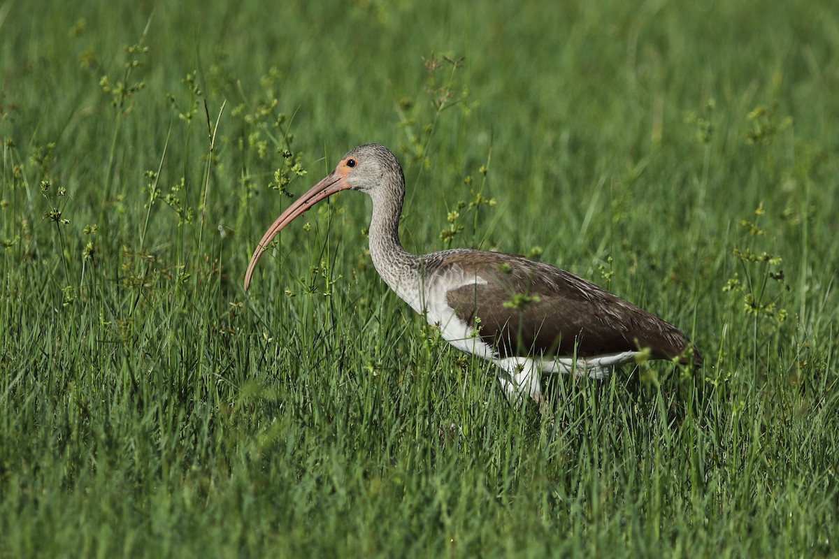 ibis bílý - ML623910207