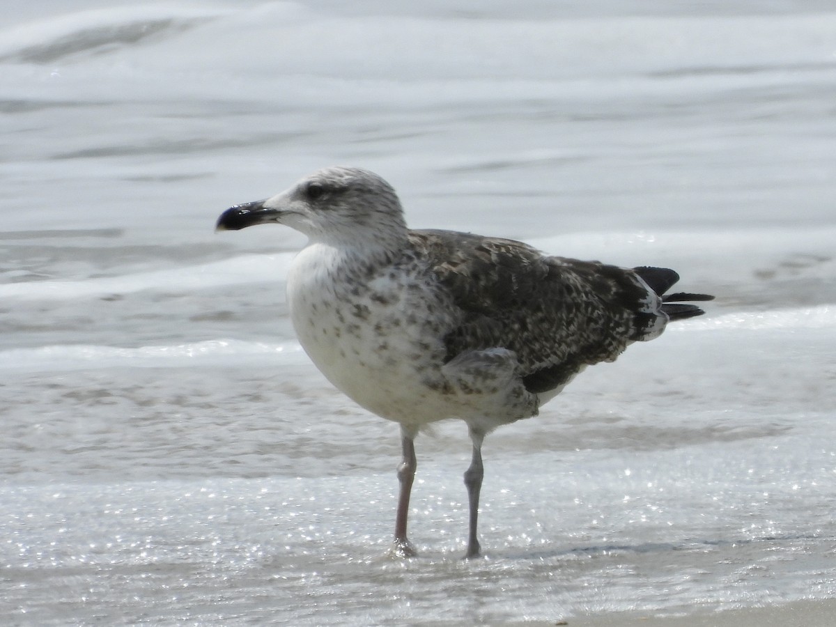 Gaviota Sombría - ML623910208