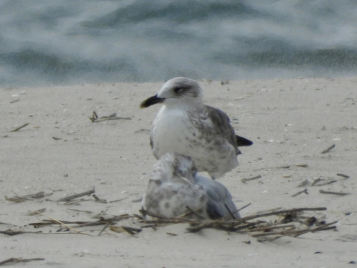 Gaviota Sombría - ML623910209