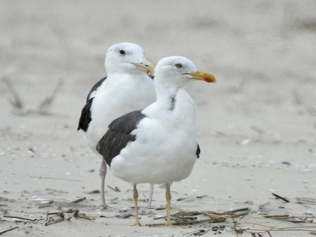 Gaviota Sombría - ML623910210