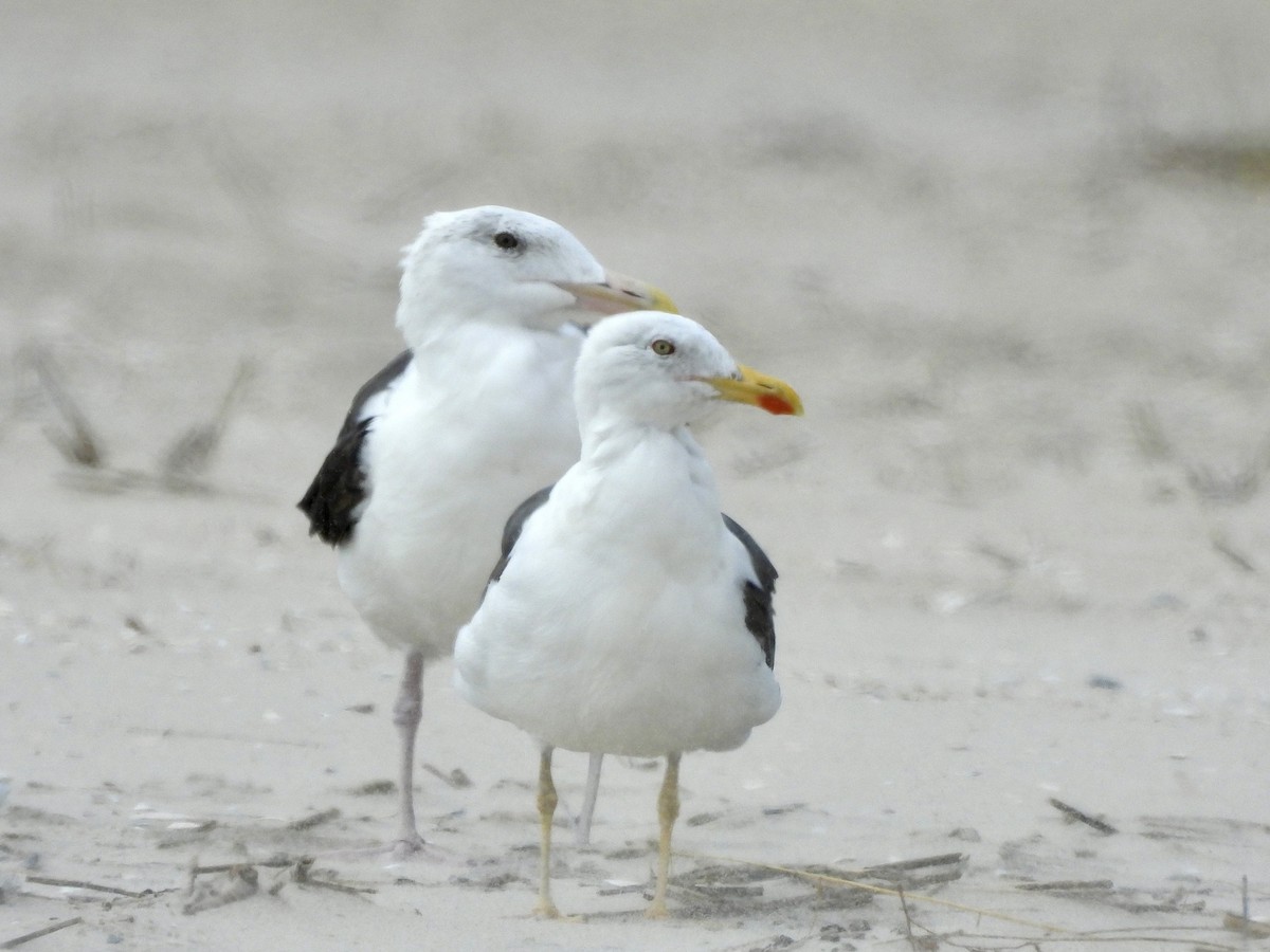 Gaviota Sombría - ML623910211