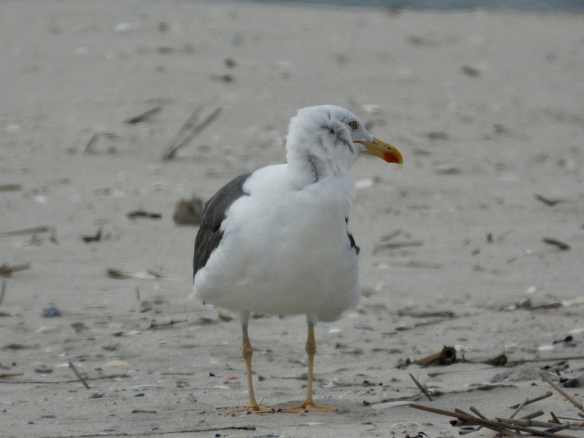 Gaviota Sombría - ML623910212