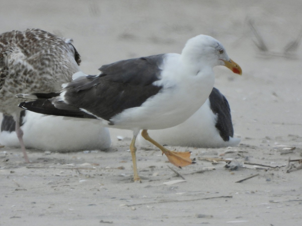 Gaviota Sombría - ML623910213