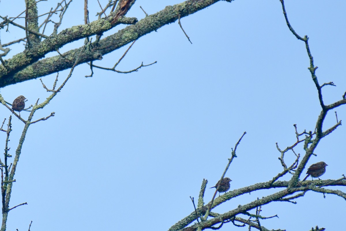 Song Sparrow - ML623910215