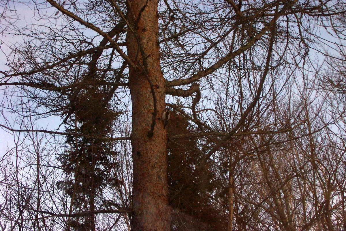 Hairy Woodpecker - ML623910230