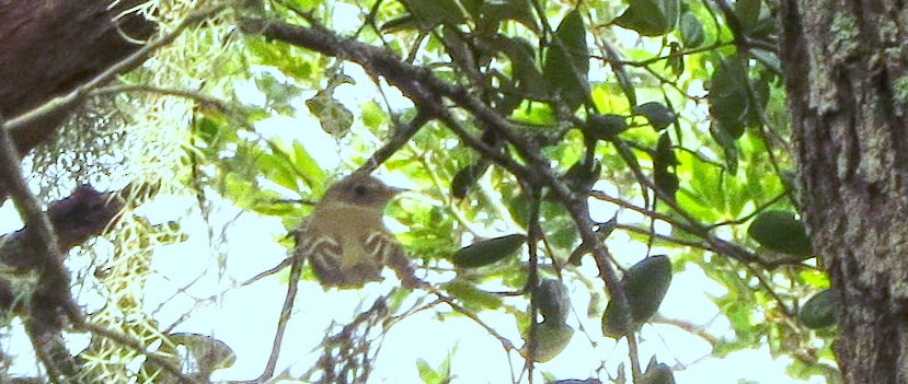 Mosquero sp. (Empidonax sp.) - ML623910239