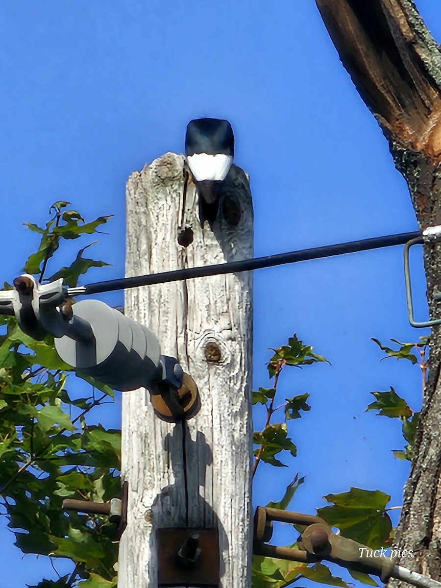 Red-headed Woodpecker - ML623910243