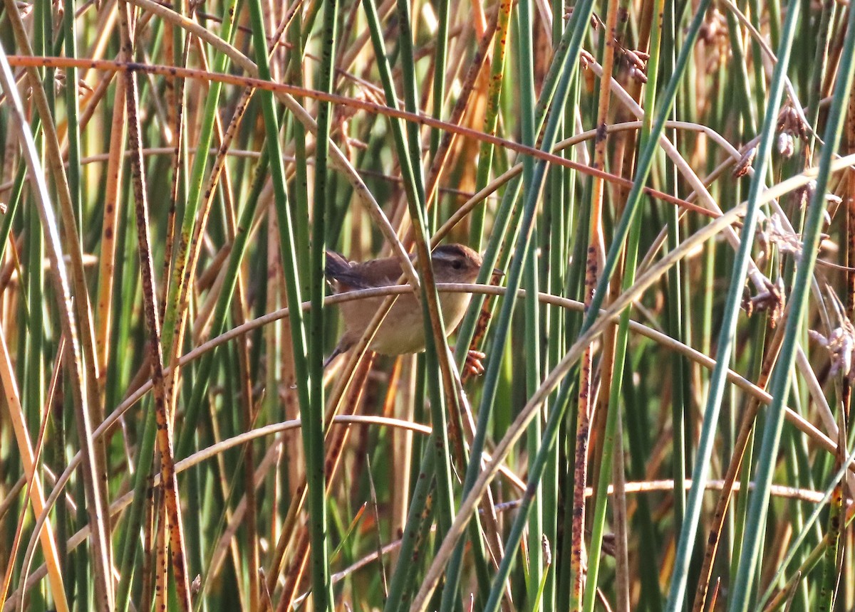 Marsh Wren - ML623910258