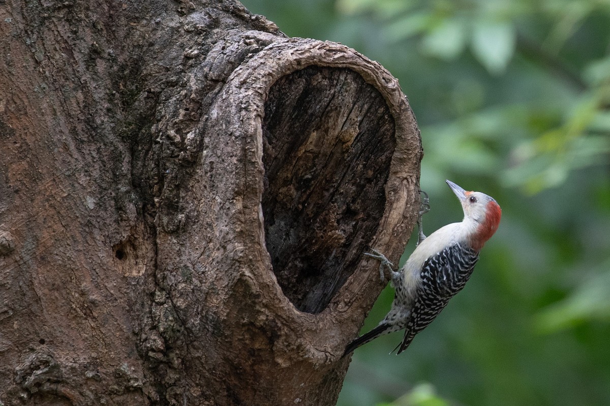 Red-bellied Woodpecker - ML623910264