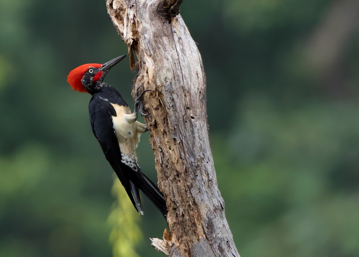 White-bellied Woodpecker - ML623910275