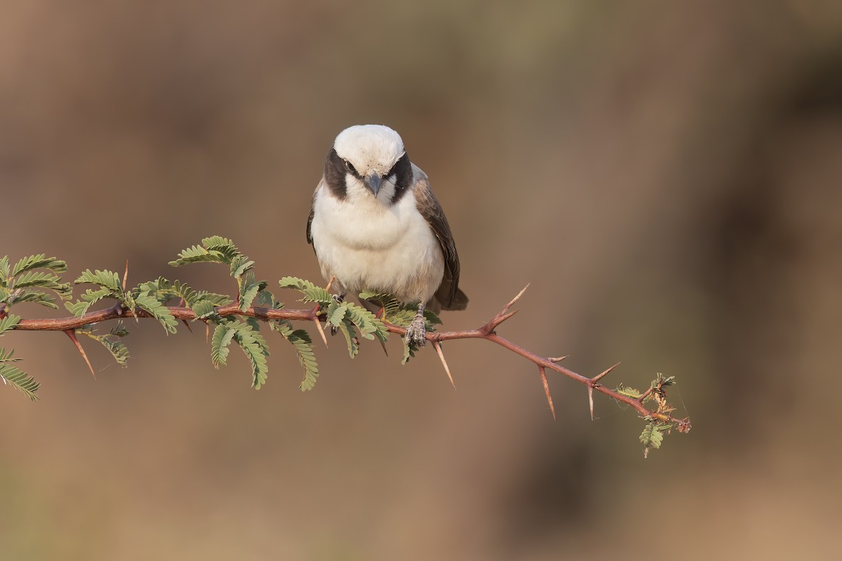 White-crowned Shrike - ML623910305