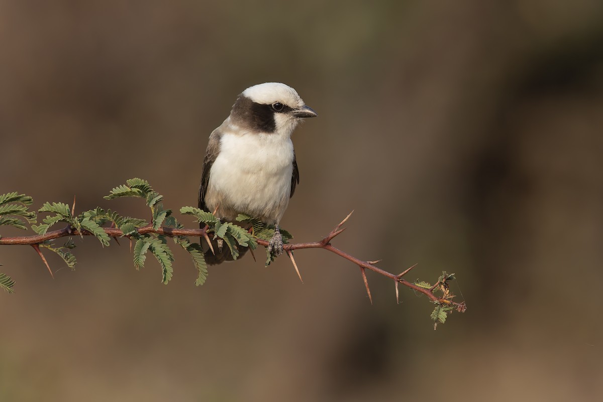 White-crowned Shrike - ML623910306