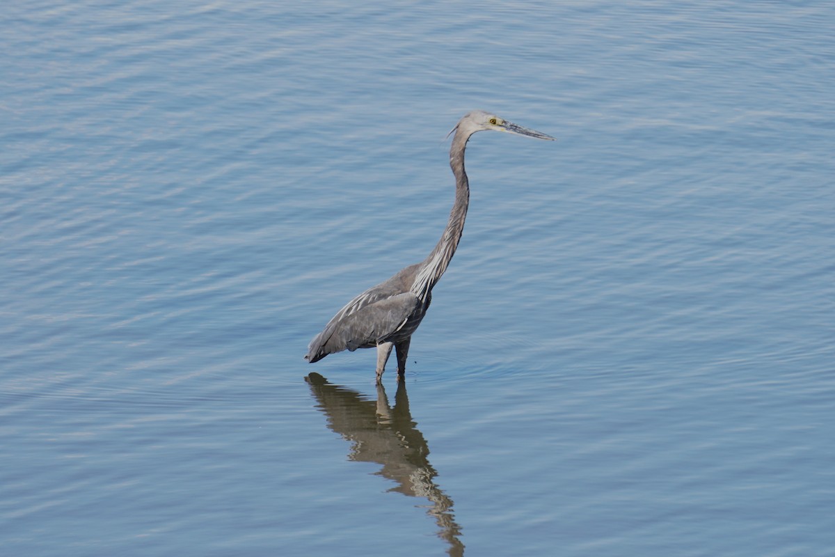 Great-billed Heron - ML623910340