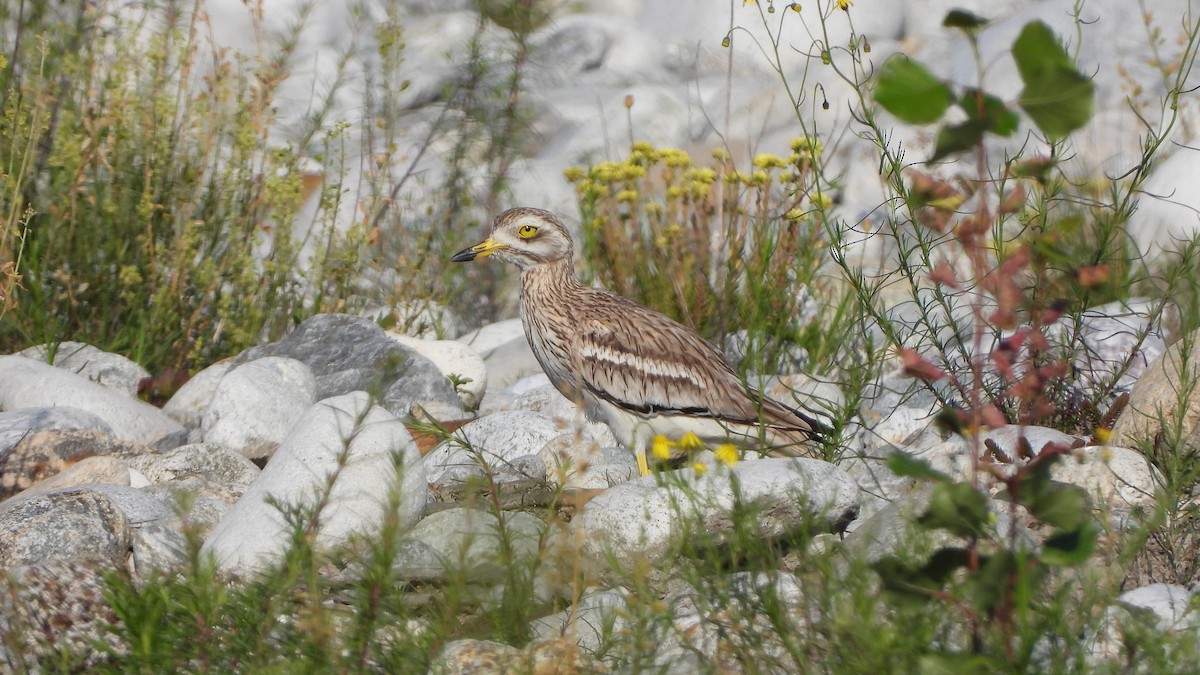 Eurasian Thick-knee - ML623910364