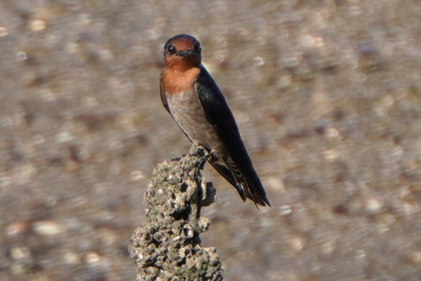 Pacific Swallow - ML623910376