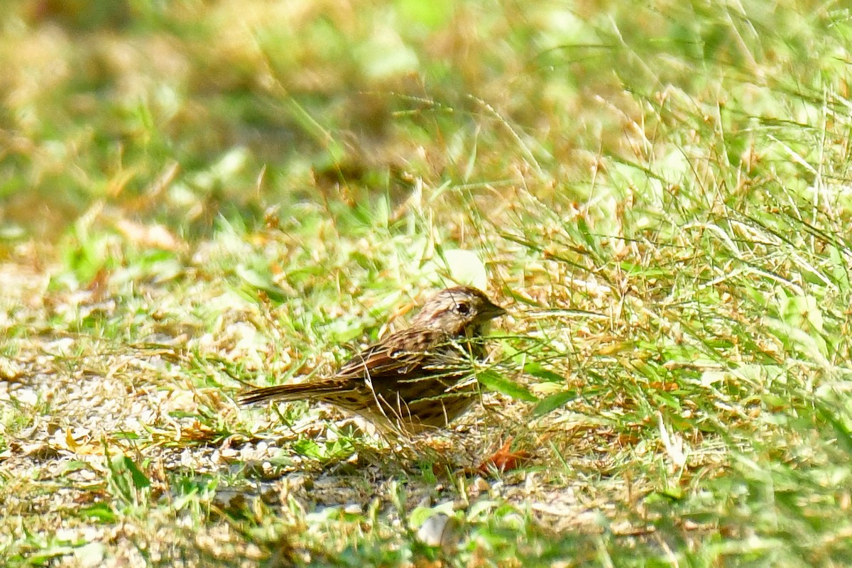 Song Sparrow - ML623910433