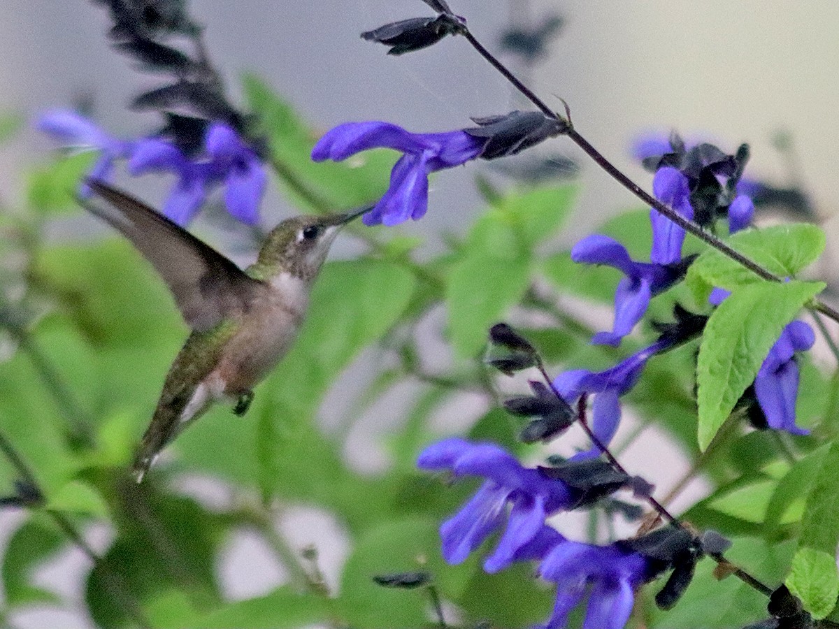 Colibri à gorge rubis - ML623910442