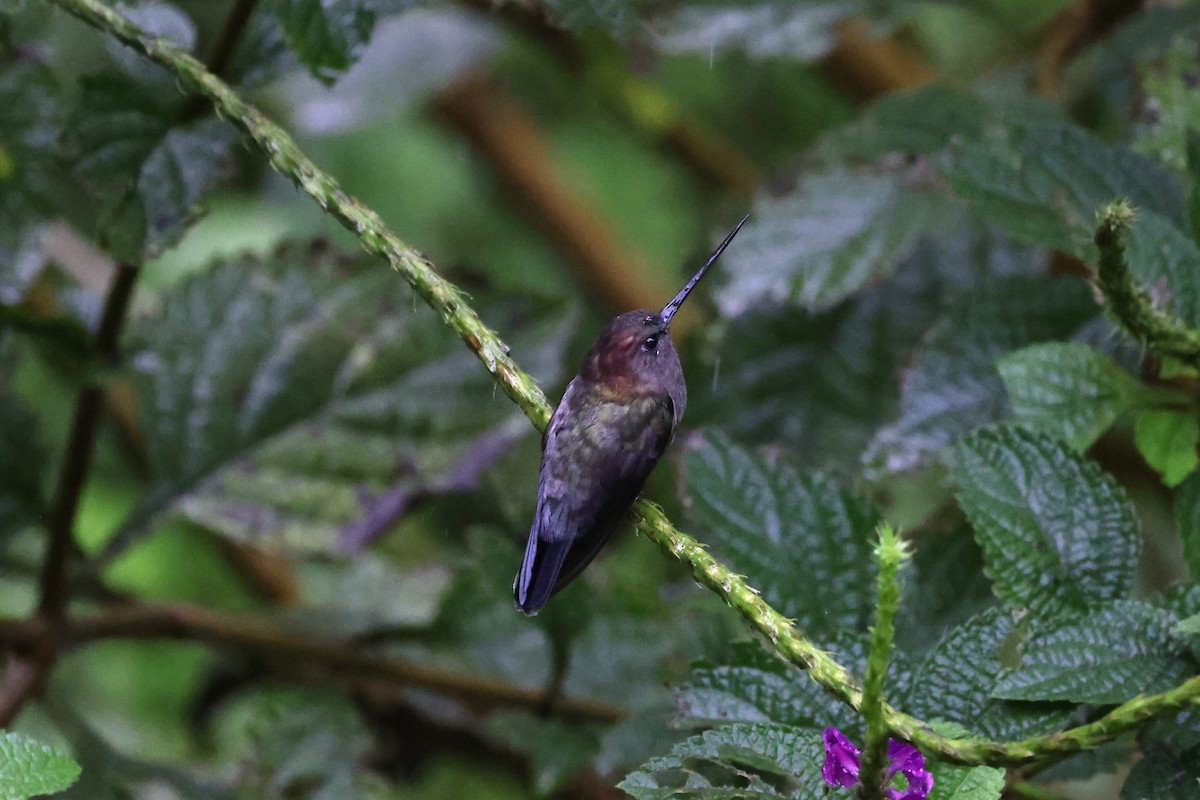 Blue-fronted Lancebill - ML623910455