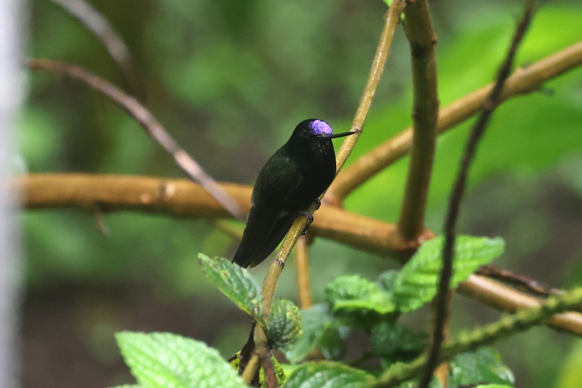 Blue-fronted Lancebill - ML623910456