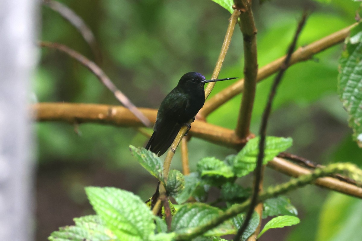 Blue-fronted Lancebill - ML623910461