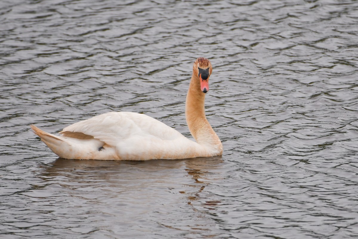 Mute Swan - ML623910462