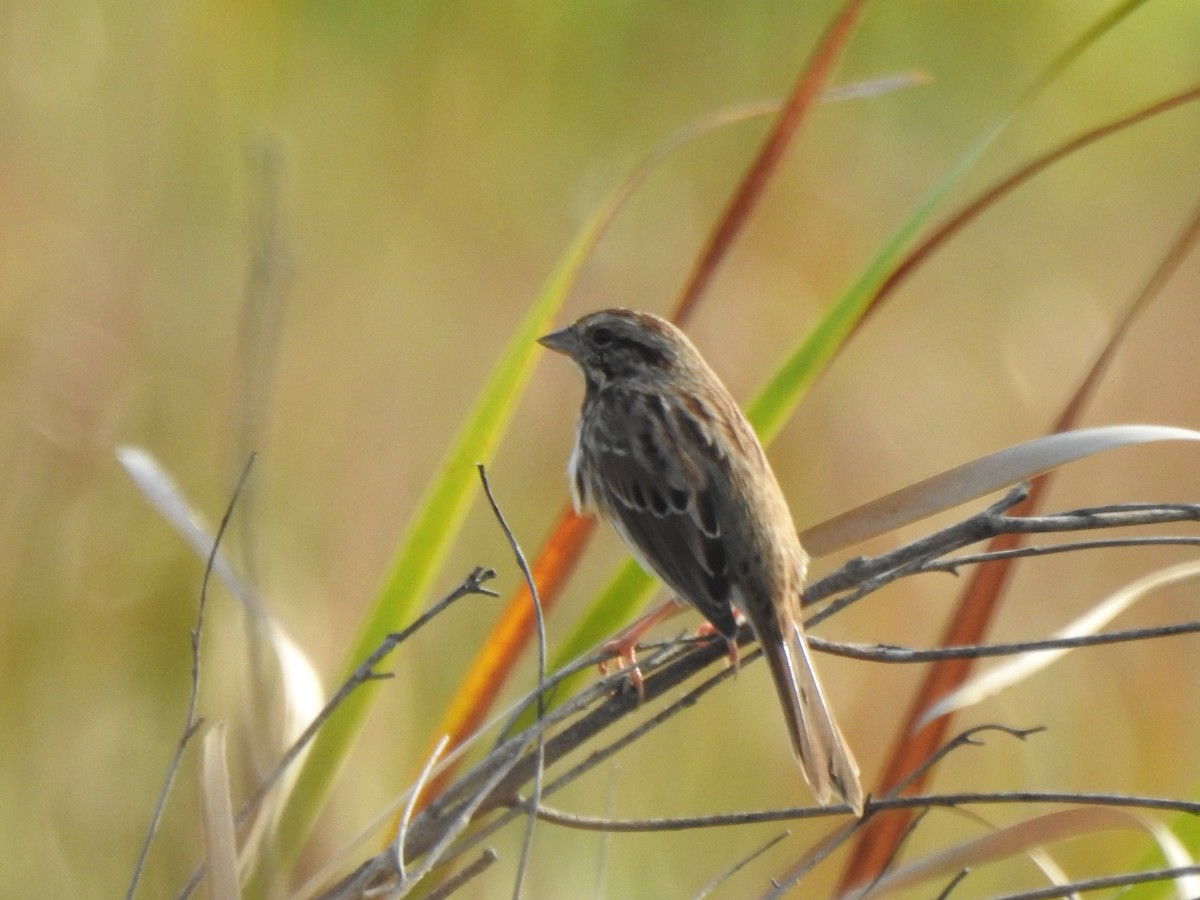 Song Sparrow - ML623910464