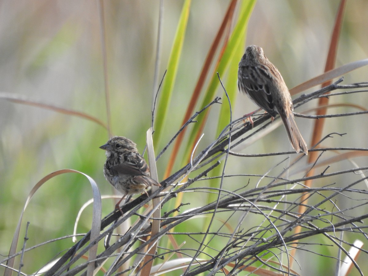 Song Sparrow - ML623910465