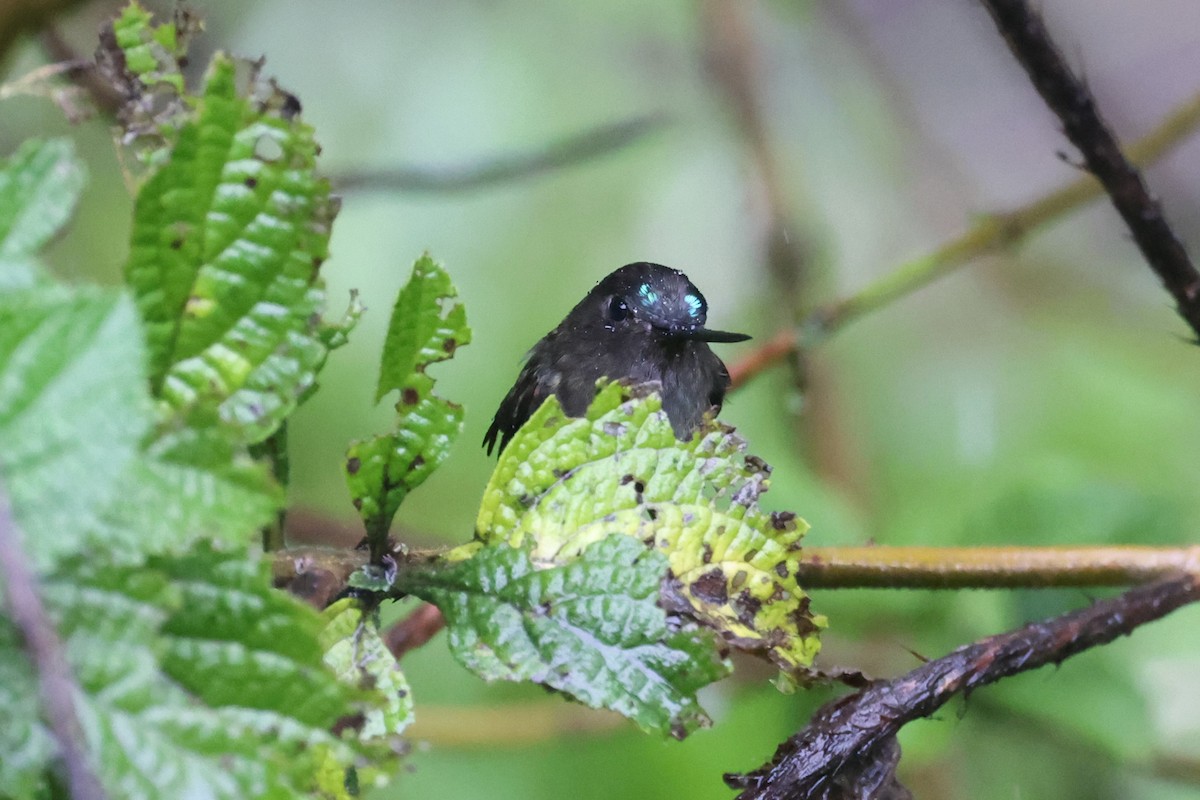 Blue-fronted Lancebill - ML623910466