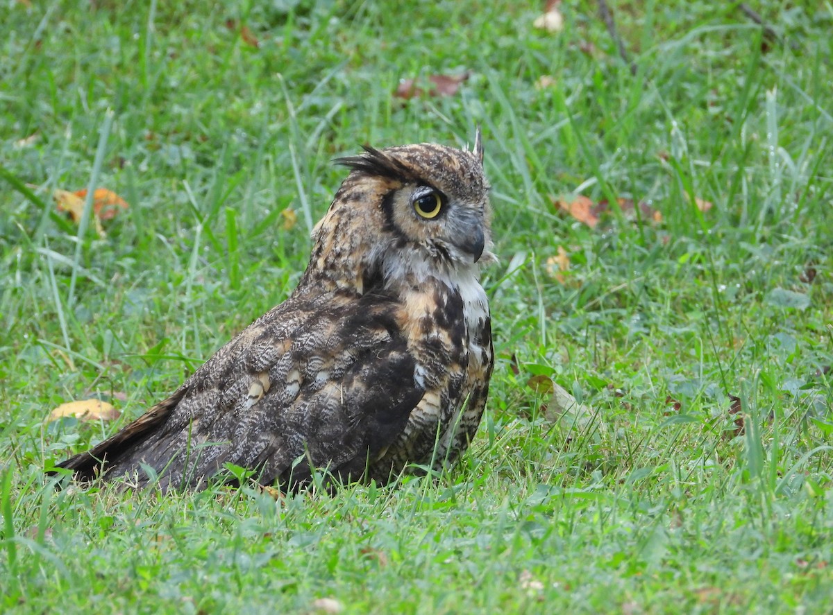 Great Horned Owl - Valerie  Swan